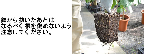 鉢から観葉植物を抜く