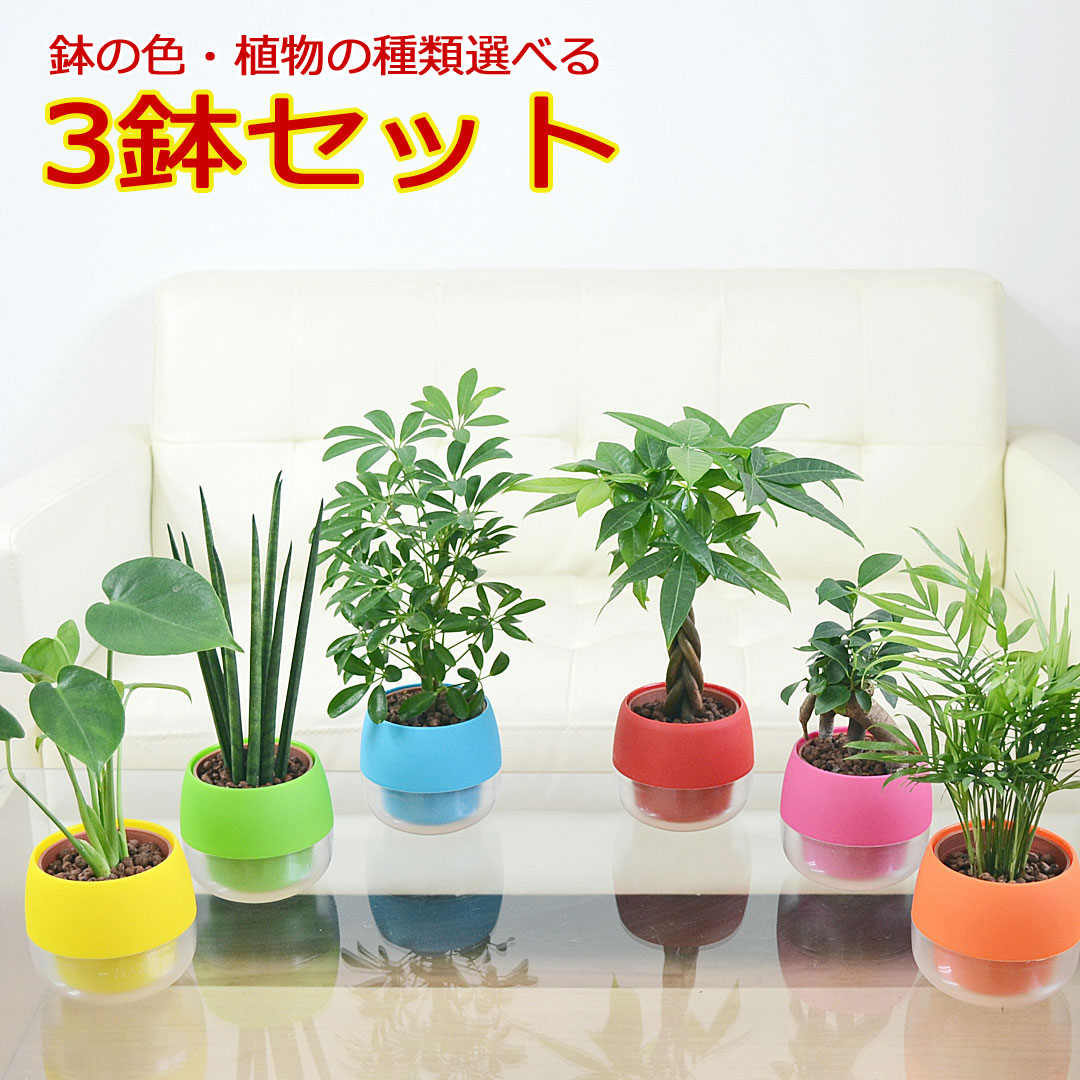 観葉植物の販売・ギフトならフラワーコーポレーション / TOPページ