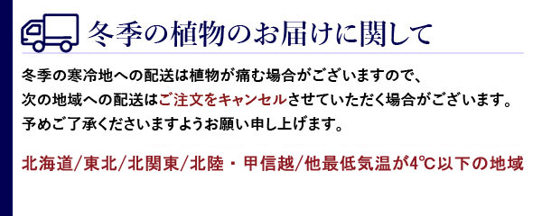 冬季の観葉植物の配送について