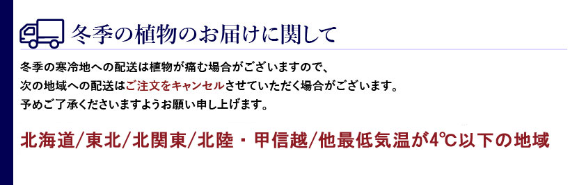 冬季の観葉植物の配送について