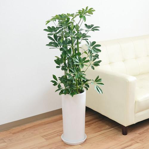 観葉植物 シェフレラ ホンコンカポック 青葉 7号 円柱形陶器鉢 おしゃれ お祝い ホワイト 送料無