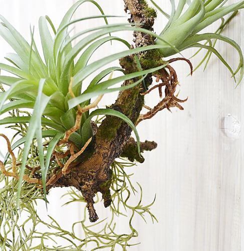 エアープランツ 流木 観葉植物