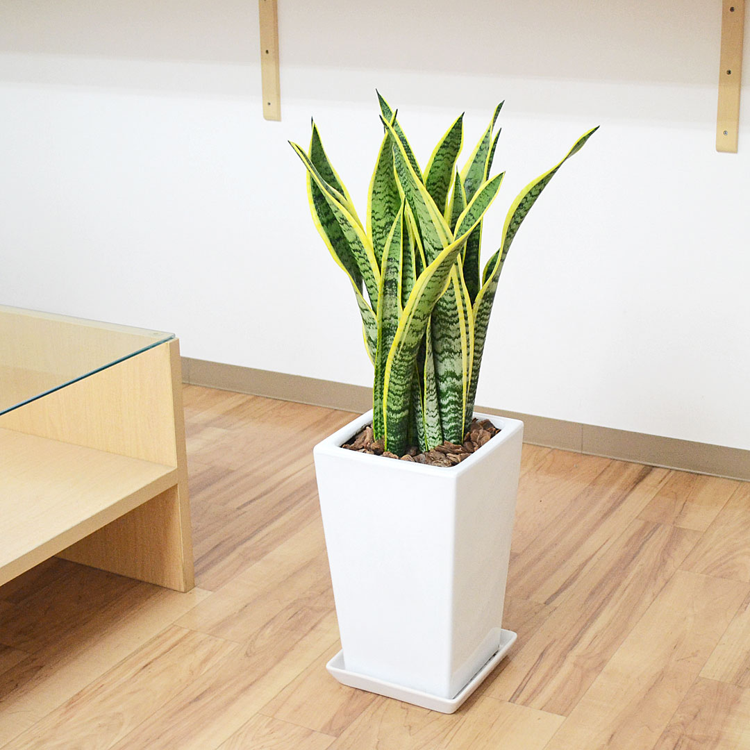観葉植物 サンスベリア サンセベリア 陶器鉢 スクエア 7号 ホワイト