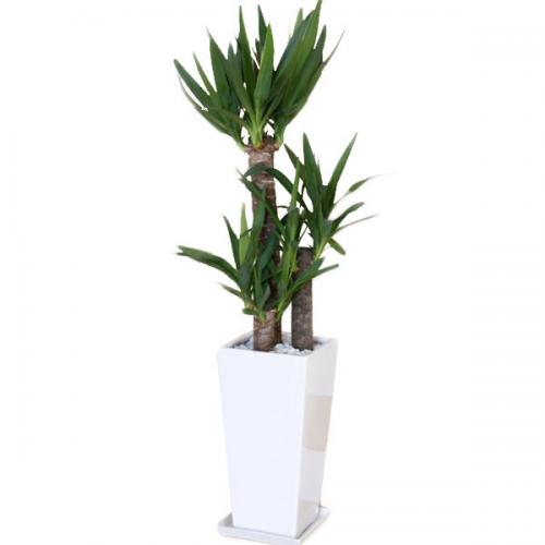 【送料無料】観葉植物 ユッカ(青年の木) ロングスクエア陶器鉢植え 7号