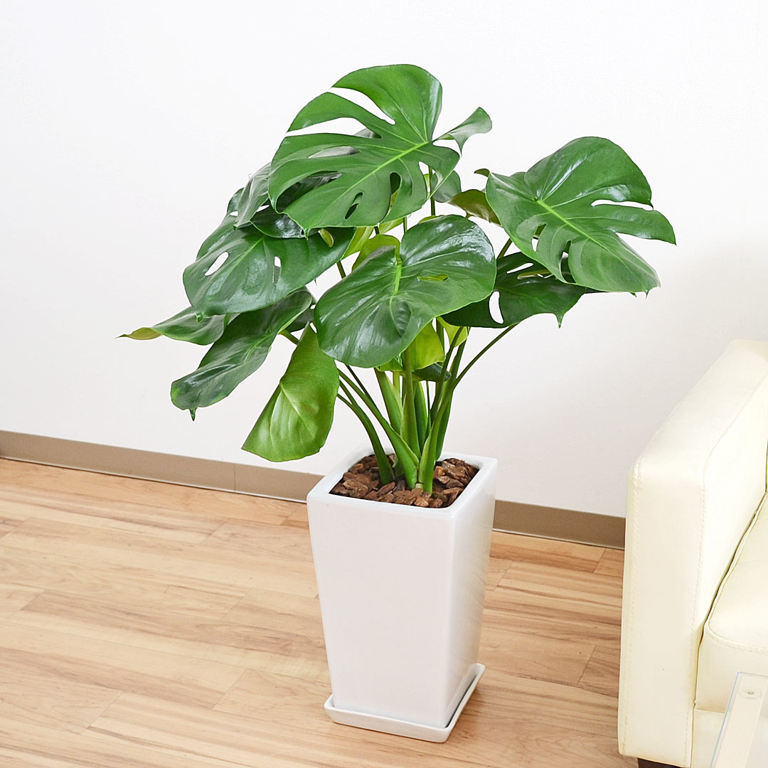 観葉植物 モンステラ スクエア陶器鉢植え 7号