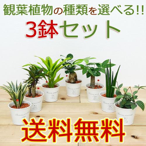 【送料無料】ミニ観葉植物 ハイドロカルチャー ブリキポット 3鉢セット 水位計付き