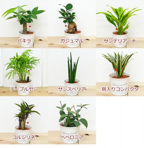 観葉植物の販売 ギフトならフラワーコーポレーション 送料無料 ミニ観葉植物 ハイドロカルチャー ブリキポット 3鉢セット 水位計付き