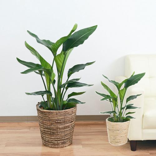 送料無料 観葉植物 ストレリチア・オーガスタ 8号 鉢カバー付き