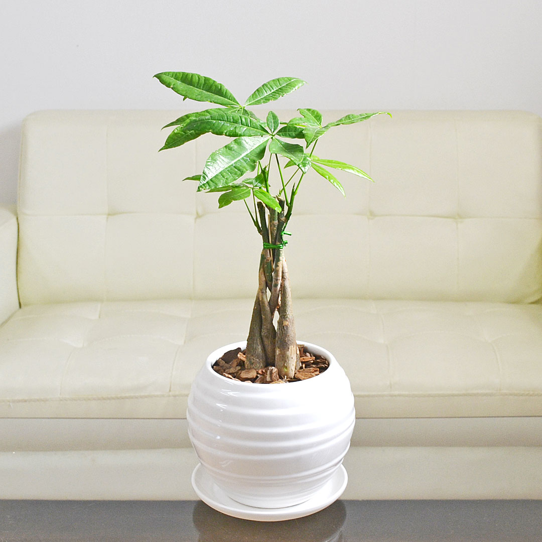観葉植物 パキラ編み込み ボール型陶器鉢植え