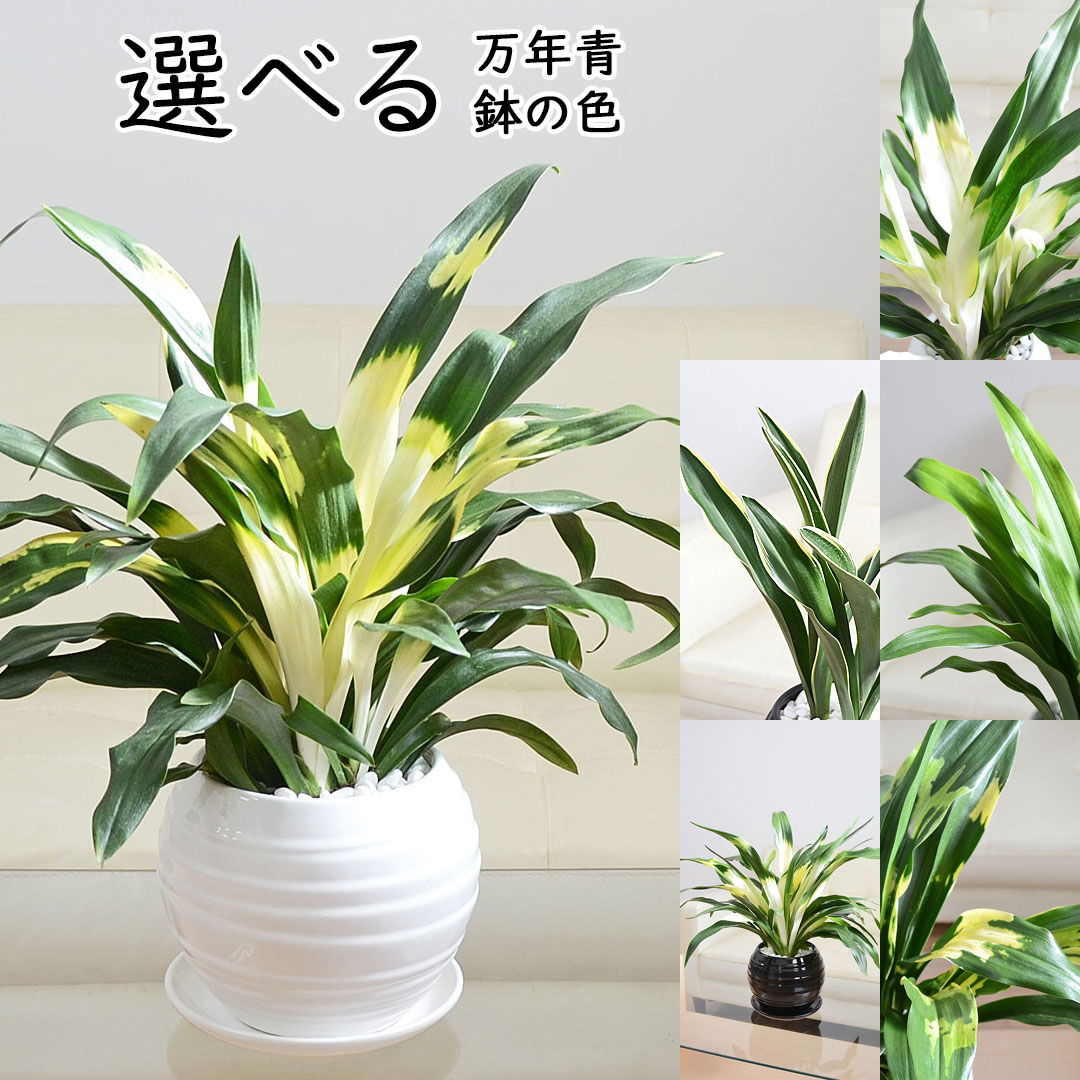 観葉植物 選べる万年青 宝船 あけぼの 有田 長寿 都城 陶器鉢 ボール形