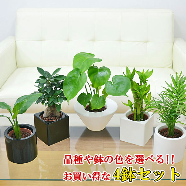 観葉植物ミニ ハイドロカルチャースタイリッシュ陶器鉢付き 4鉢セット