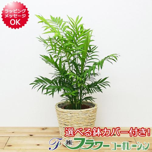 観葉植物 テーブルヤシ チャメドレア 6号鉢カバー付き