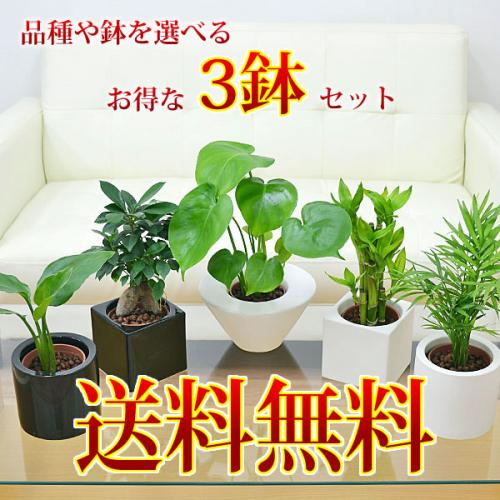 観葉植物ミニ ハイドロカルチャースタイリッシュ陶器鉢付き 3鉢セット