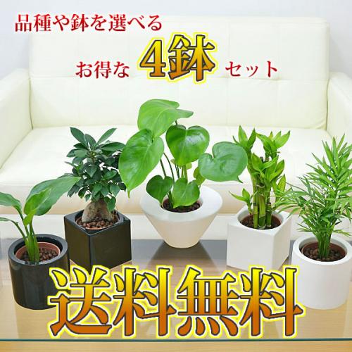 観葉植物ミニ ハイドロカルチャースタイリッシュ陶器鉢付き 4鉢セット