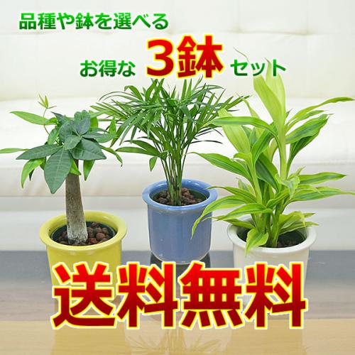 観葉植物の販売 ギフトならフラワーコーポレーション 送料無料 観葉植物ミニ ハイドロカルチャー パステルカラー陶器鉢付き 3鉢セット