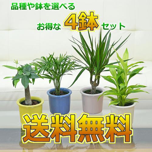 観葉植物の販売 ギフトならフラワーコーポレーション 送料無料 観葉植物ミニ ハイドロカルチャー パステルカラー陶器鉢付き 4鉢セット