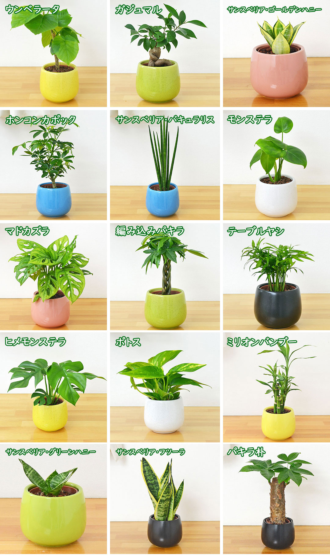観葉植物の販売・ギフトならフラワーコーポレーション / 観葉植物ミニ
