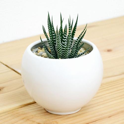 【送料無料】多肉植物 十二の巻(ジュウニノマキ) ホワイト陶器鉢