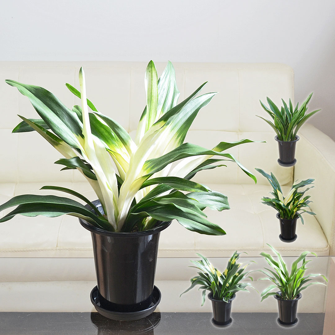 観葉植物 万年青 オモト 宝船 あけぼの 有田  長寿 5.5号 ギフト