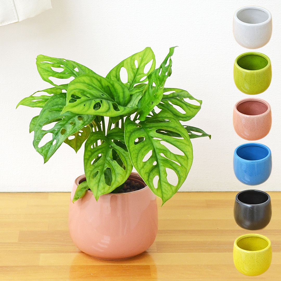 観葉植物 ミニ マドカズラ モンステラ ハイドロカルチャー 陶器鉢付き