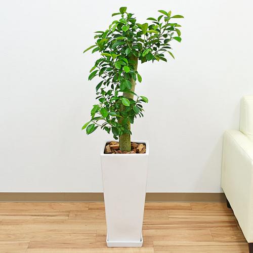 【送料無料】観葉植物 ガジュマル(多幸の木)朴タイプ 一本立ち ロングスクエア陶器鉢植え 8号