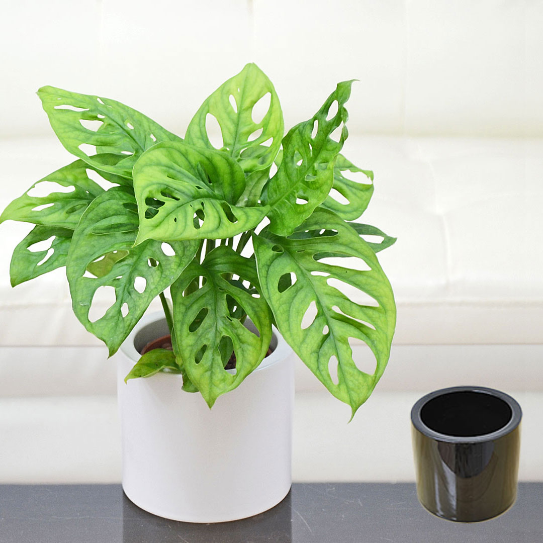 観葉植物 ミニ マドカズラ ハイドロカルチャー モノトーン陶器鉢付き