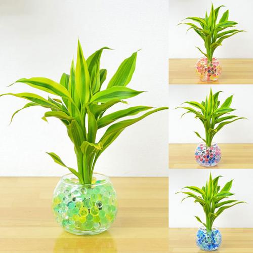 観葉植物の販売 ギフトならフラワーコーポレーション 送料無料 ミニ観葉植物 ドラセナ サンデリアーナ スフィアガラス ゼリー植え