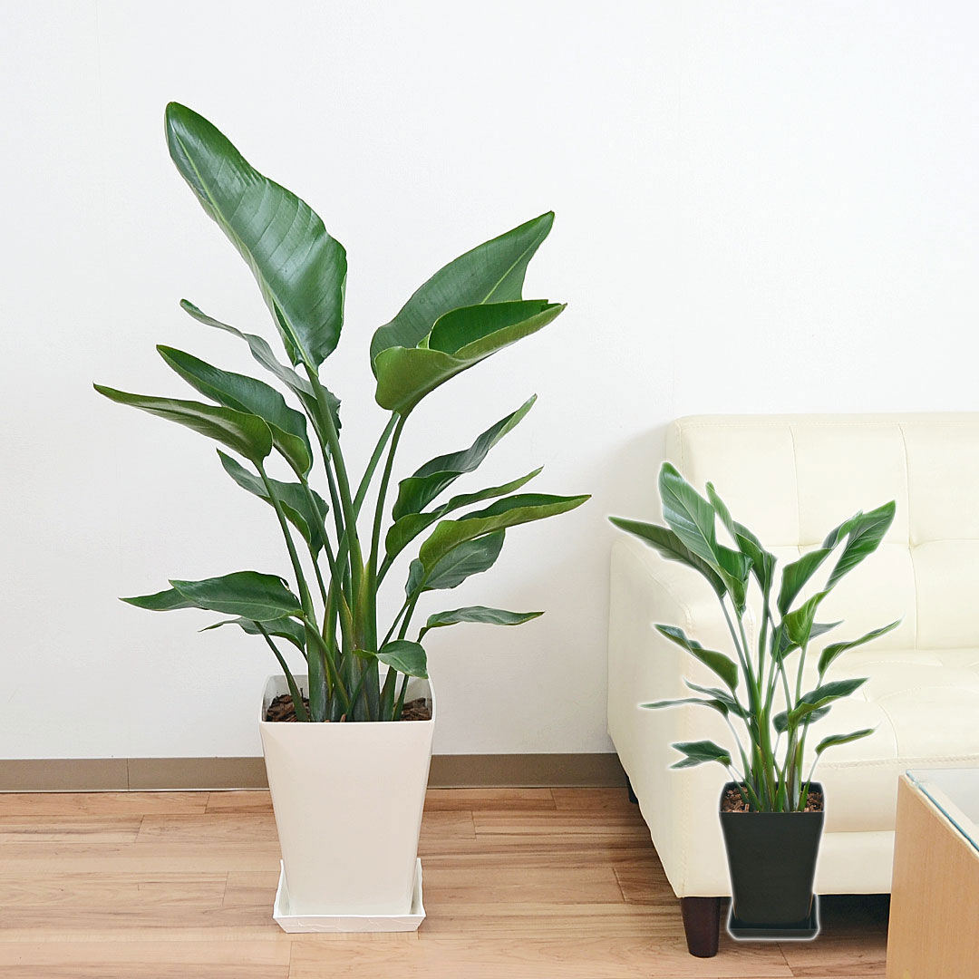【送料無料】観葉植物 オーガスタ ストレリチア ニコライ 8号 プラスチックスクエア鉢 ホワイト ブラック おしゃれ お祝い 大型