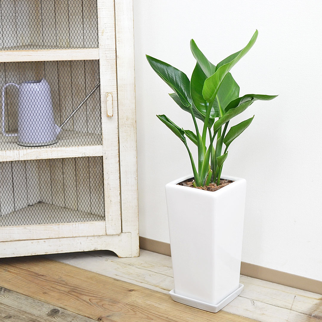 観葉植物 ストレリチア・オーガスタ スクエア陶器鉢植え 6号