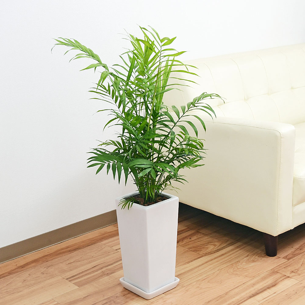 観葉植物 テーブルヤシ(チャメドレア) スクエア陶器鉢植え 6号