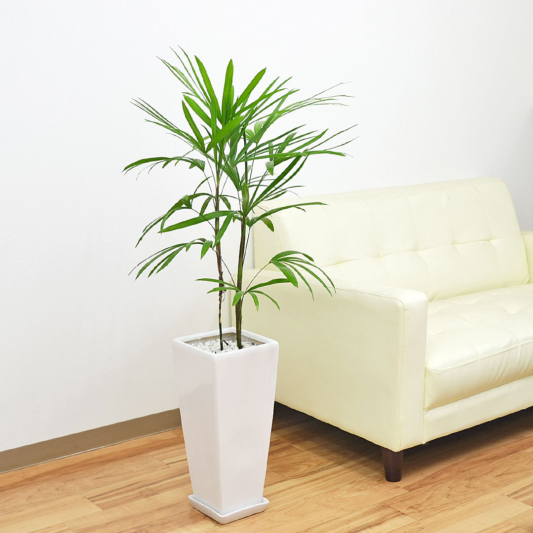 観葉植物 棕櫚竹(シュロチク) ロングスクエア陶器鉢植え 7号