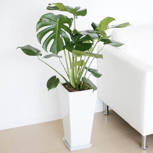 【ぐるなび会員様限定5%OFF】観葉植物 モンステラ ロングスクエア陶器鉢植え