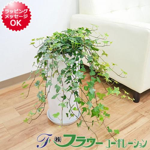 観葉植物の販売 ギフトならフラワーコーポレーション 送料無料 観葉植物 アイビー ヘデラ 3種寄せ植え 円柱形陶器鉢植え