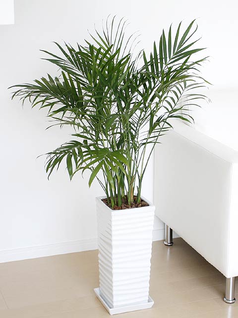 観葉植物の販売・ギフトならフラワーコーポレーション / 観葉植物 メキシコケンチャヤシ 7号 おしゃれ お祝い 室内 送料無料