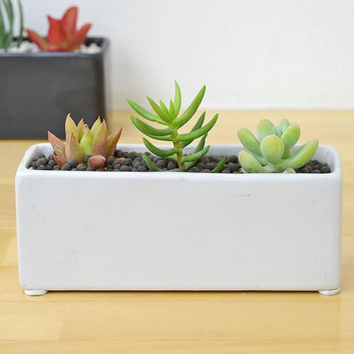 【送料無料】多肉植物寄せ植え ワイド陶器鉢植え