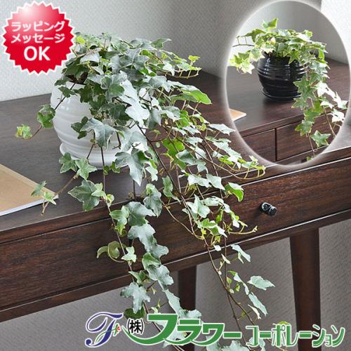 【送料無料】観葉植物 アイビー(ヘデラ)ロング ボール形陶器鉢植え