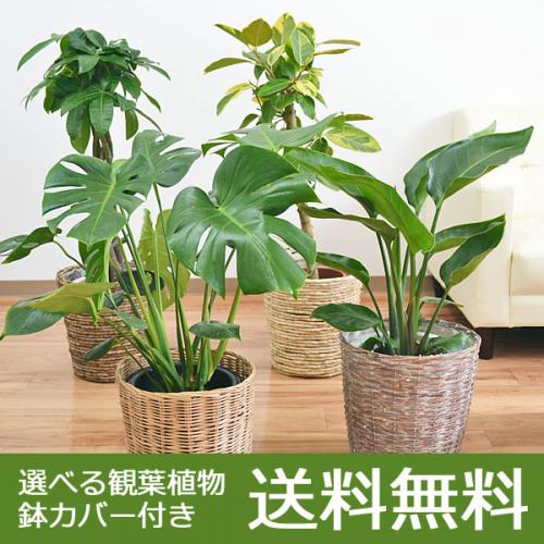 送料無料!選べる観葉植物・鉢カバー 7号サイズ