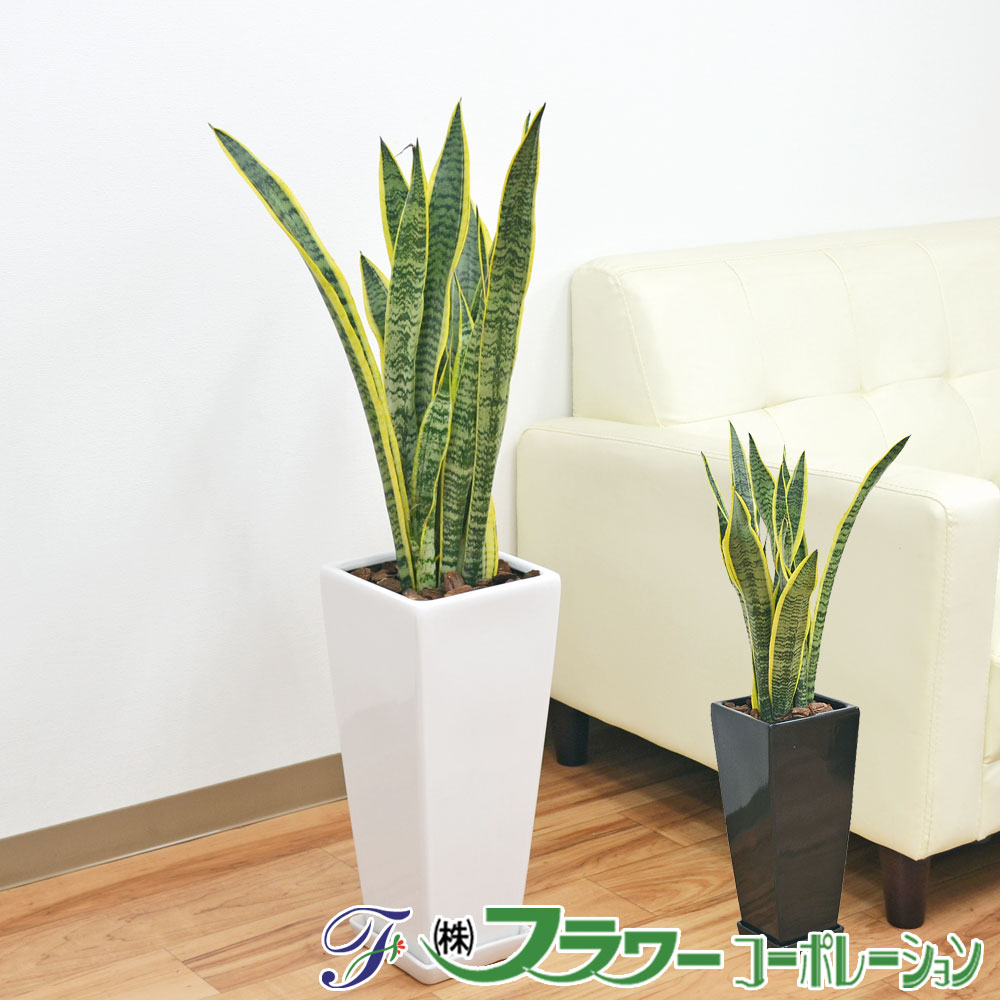 観葉植物 サンスベリア ローレンティ 7号 ロングスクエア陶器鉢植え