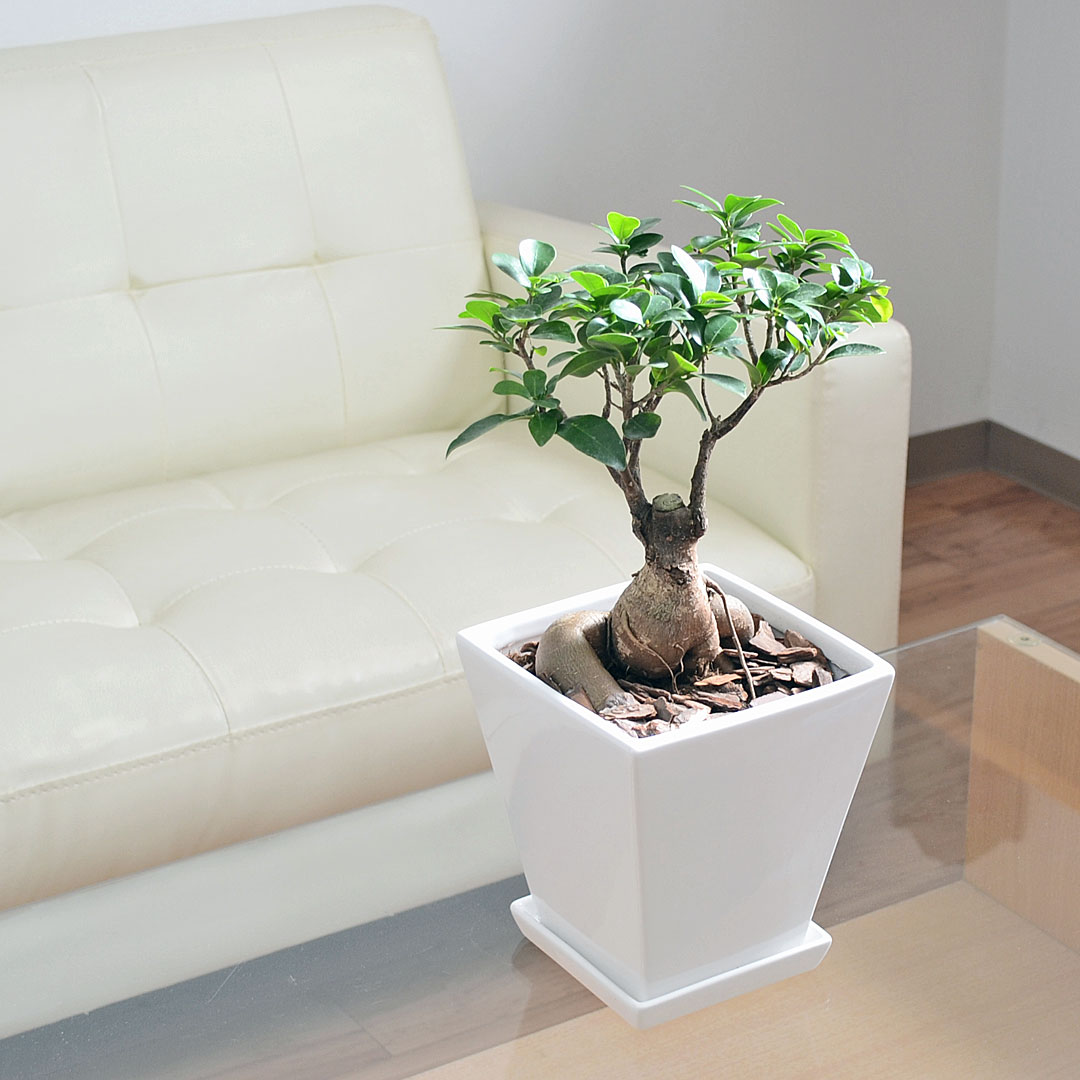 観葉植物 ガジュマル 多幸の木 お祝い ホワイトスクエア陶器鉢