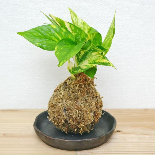【送料無料】観葉植物苔玉 コケ玉 ポトス(オウゴンカズラ) 陶器皿付き