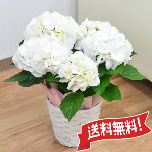 【送料無料】母の日花ギフト あじさい鉢植え ゼブラ 5号 カゴ付き