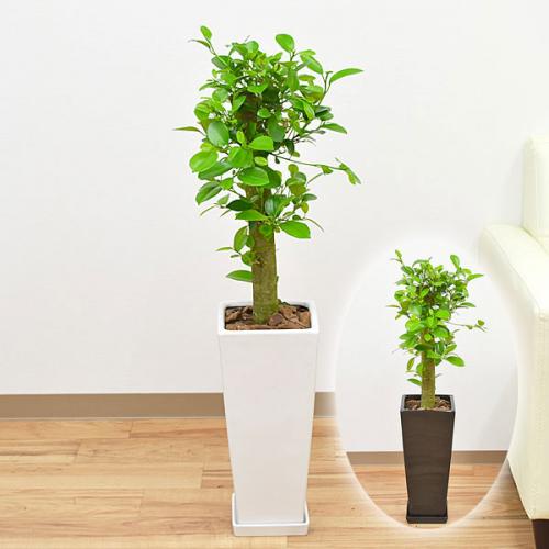 観葉植物 ガジュマル 朴タイプ 一本立ち ロングスクエア陶器鉢植え 7号
