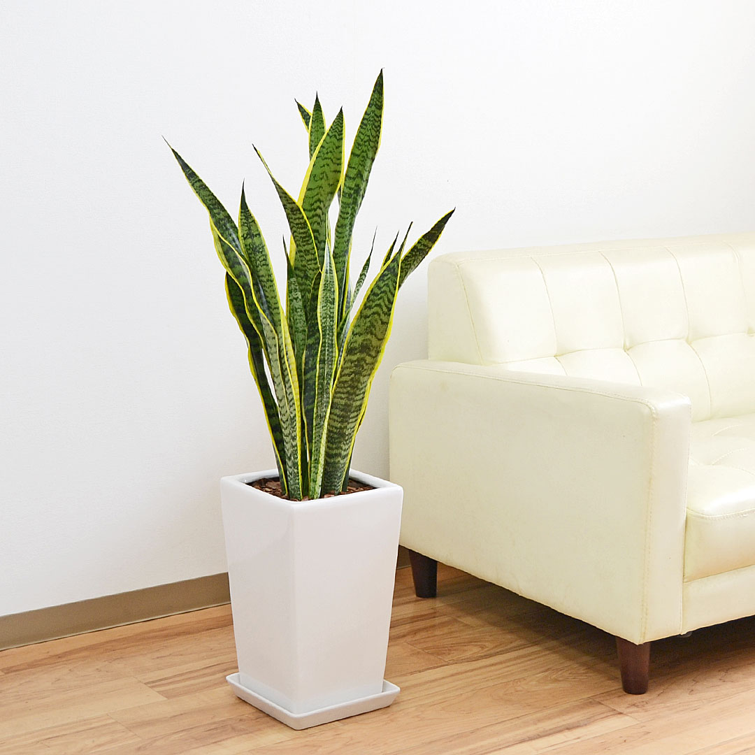 観葉植物 サンスベリア サンセベリア 陶器鉢 スクエア 7号 ホワイト