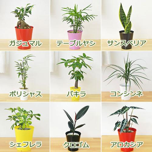 観葉植物の販売 ギフトならフラワーコーポレーション 送料無料 選べる観葉植物 5鉢セット 鉢カバー付き