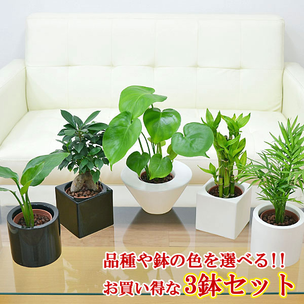 観葉植物ミニ ハイドロカルチャースタイリッシュ陶器鉢付き 3鉢セット