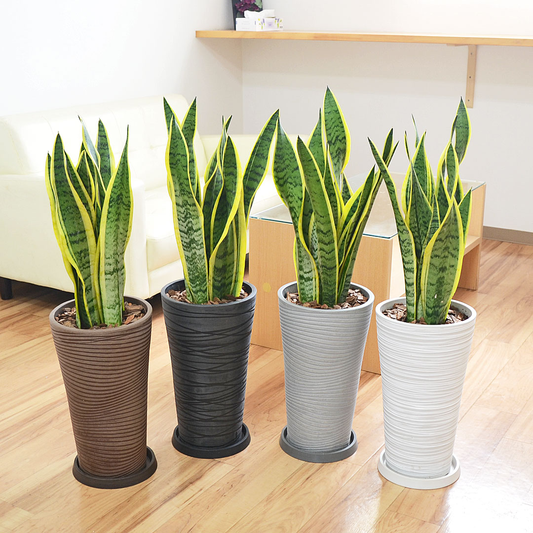 観葉植物 サンスベリア ローレンティ デザイン鉢 大型 多肉植物