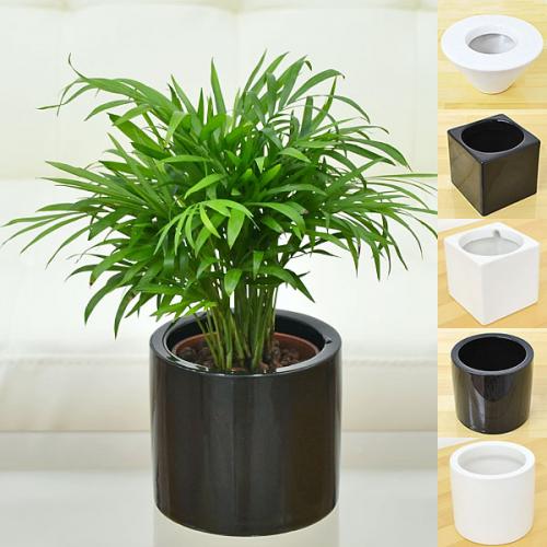 ミニ観葉植物 テーブルヤシ ハイドロカルチャースタイリッシュ陶器鉢付き