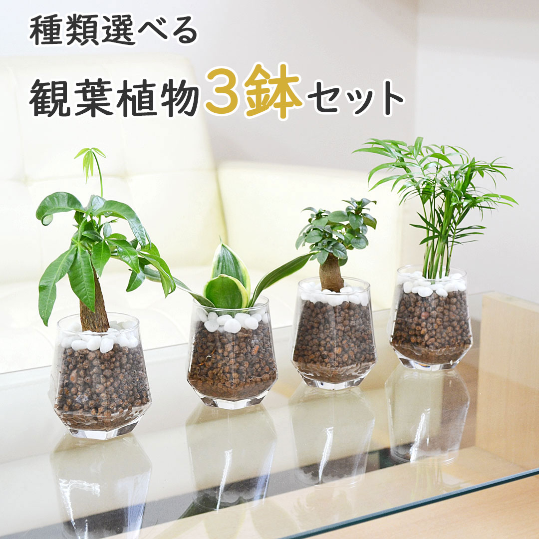 観葉植物ミニ ハイドロカルチャー ヘキサグラス 3鉢セット 種類 選べる