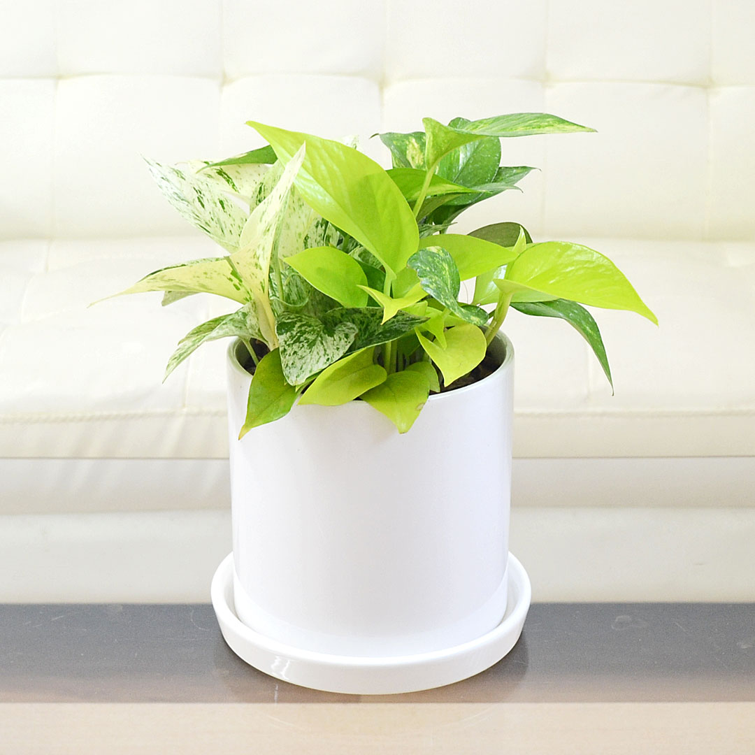 観葉植物 ポトス 3種類寄せ植え 陶器鉢植え 円柱形 シリンダー ホワイト 白