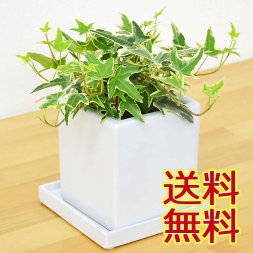 【送料無料】観葉植物 アイビー(ヘデラ) キューブ陶器鉢植え